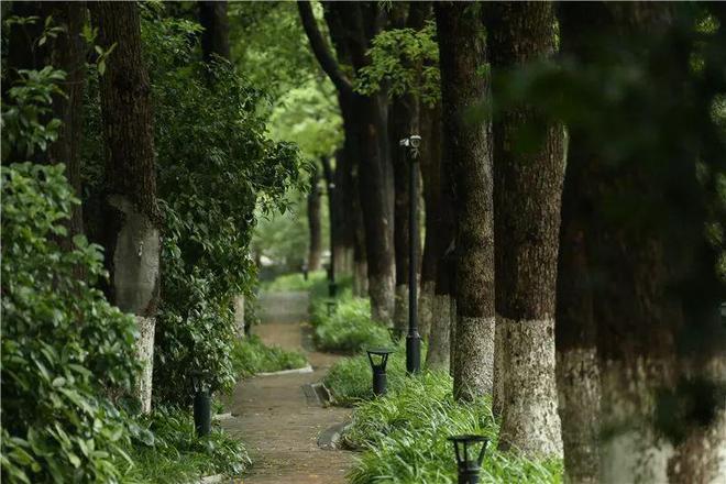 2024中鹰黑森林(售楼处)网站-中鹰黑森林房产百科-上海房天下(图4)