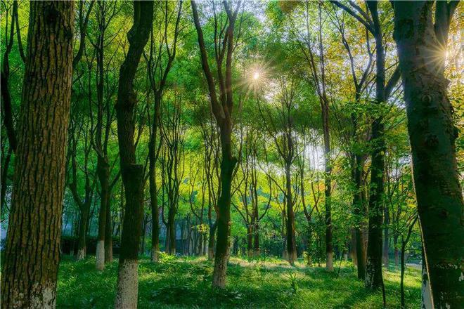 2024中鹰黑森林(售楼处)网站-中鹰黑森林房产百科-上海房天下(图7)