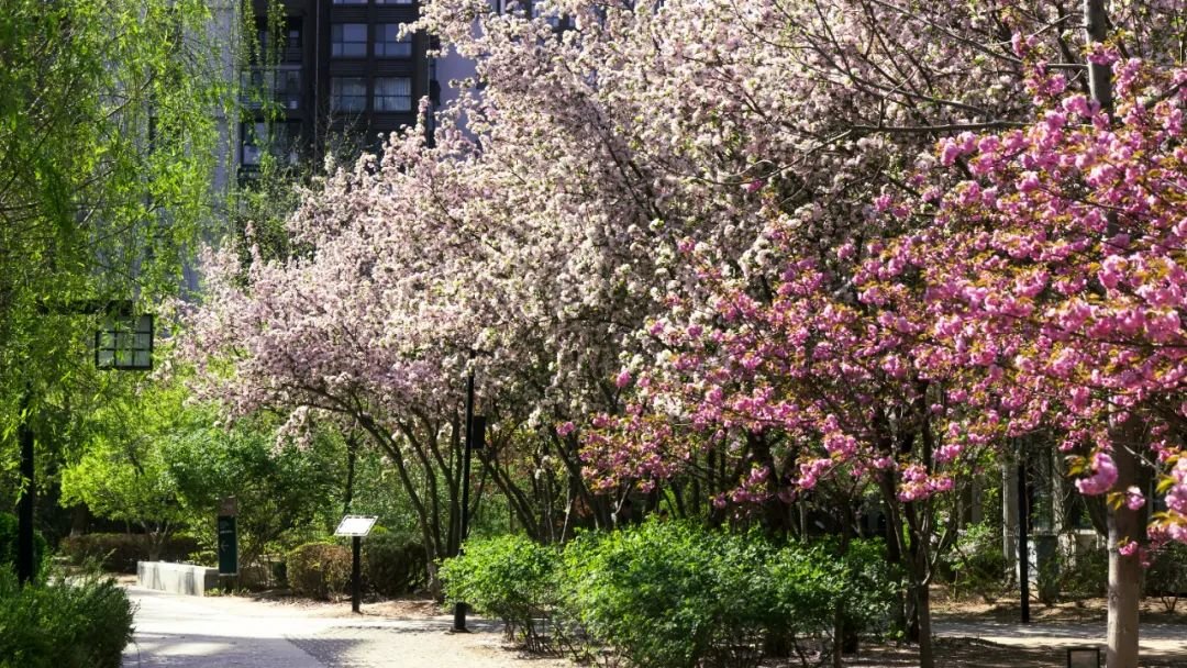 重磅喜讯!泰达建设集团格调系荣获中指院“2024中国房地产项目品牌价值TOP10”称号(图2)